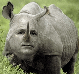 rino-1.gif?width=273