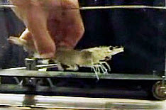 gift-1.jpg?width=234